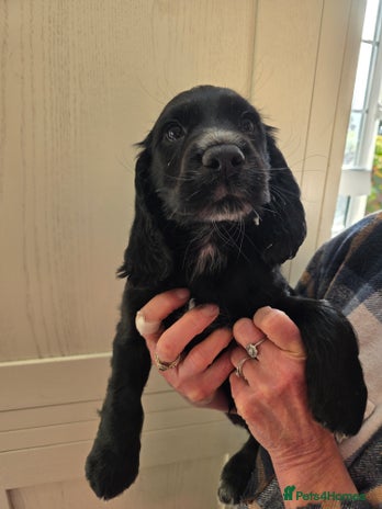 Cocker Spaniel dogs - Advert 1