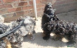 Cockapoo dogs for sale: 2 beautiful cockapoo desperate for forever homes  - Image 25