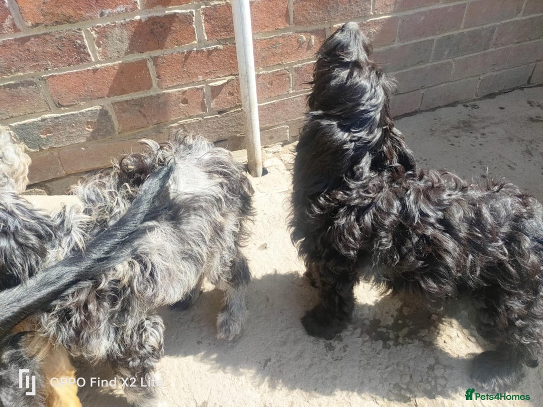 Cockapoo dogs for sale: 2 beautiful cockapoo desperate for forever homes  - Image 25