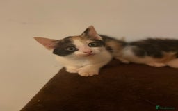 Mixed Breed cats for sale: Beautiful calico/ginger polydactyl kittens - Image 1