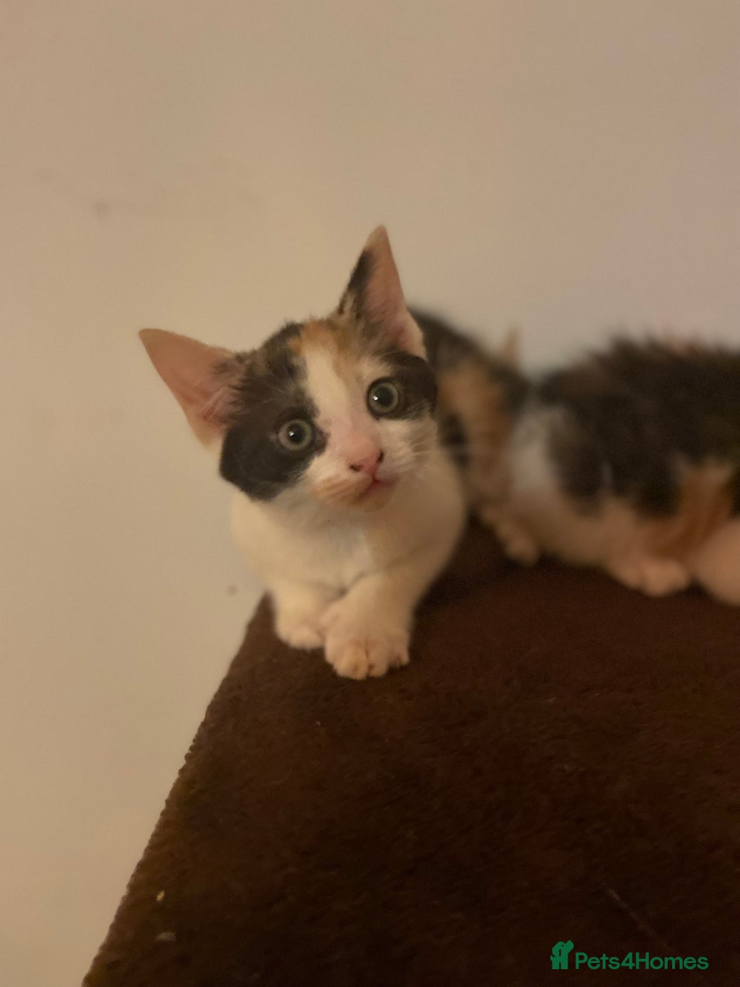 Mixed Breed cats for sale: Beautiful calico/ginger polydactyl kittens - Image 1