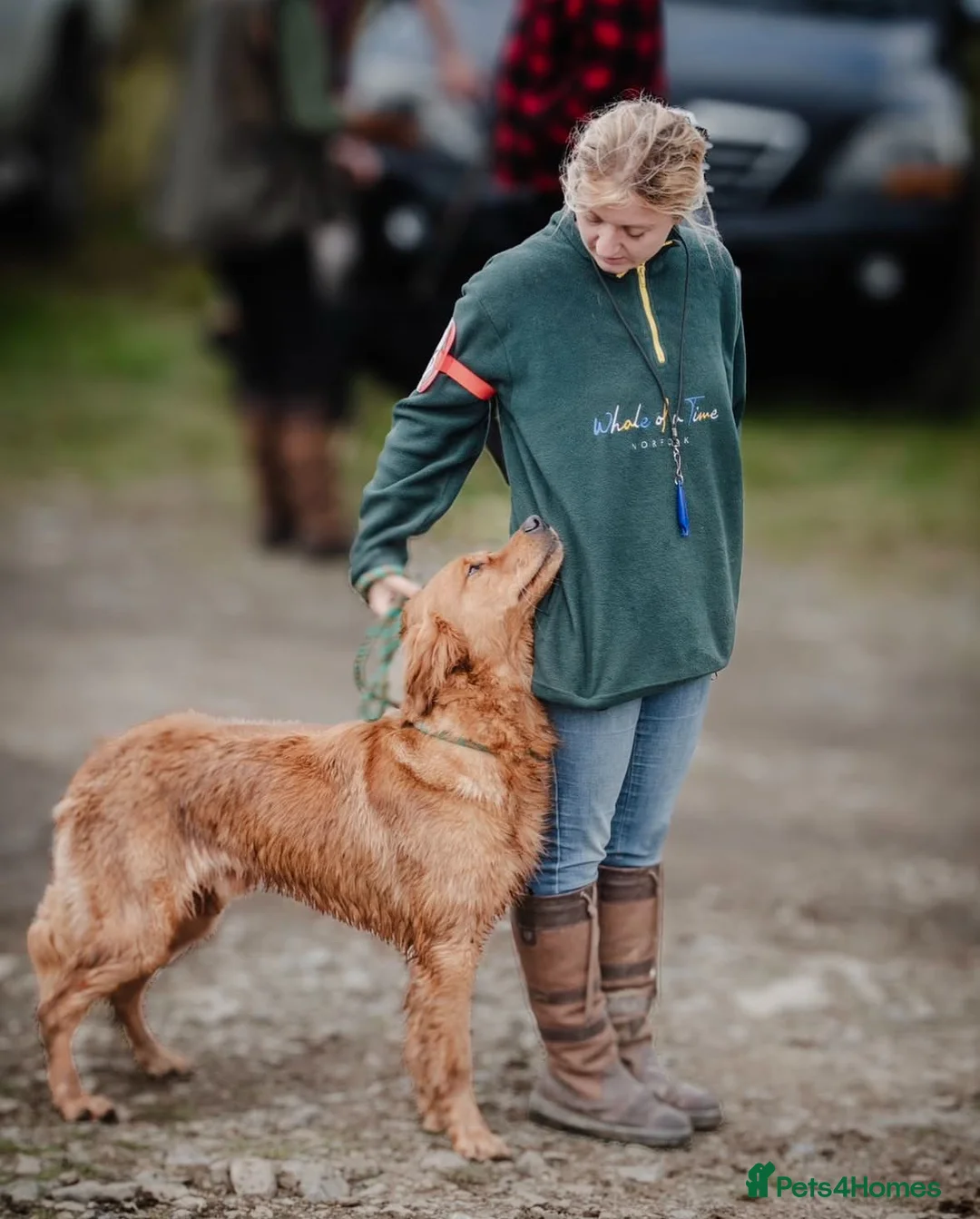 Golden Retriever dogs for stud: STUNNING NORWEGIAN IMP GOLDEN RETRIEVER FOR STUD  in Durham - Advert 3