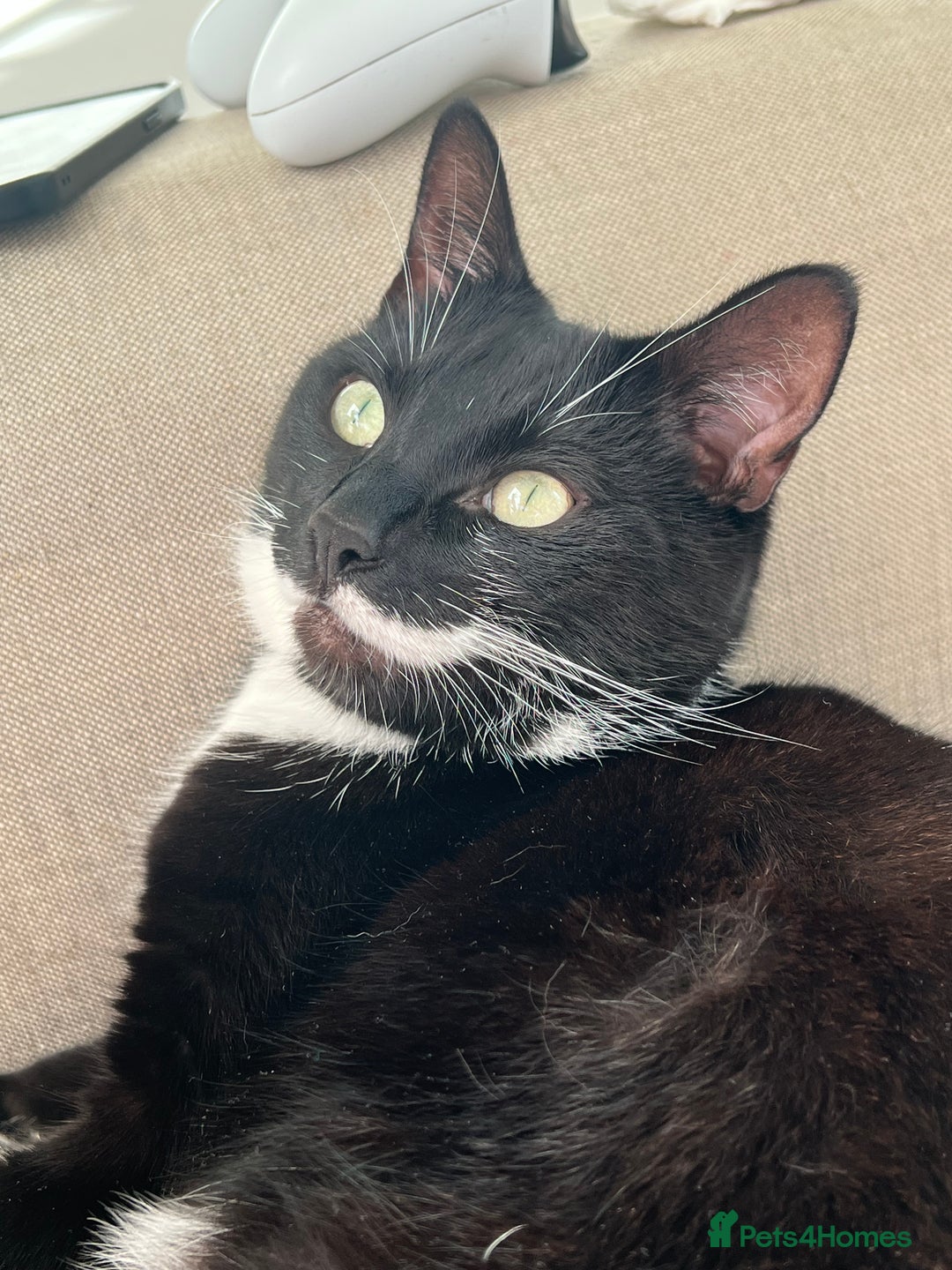 Domestic Shorthair cats for sale: Big gentle loving boy - Image 5