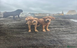 Labrador Retriever dogs for stud: Red Labrador Stud Dog - Image 23