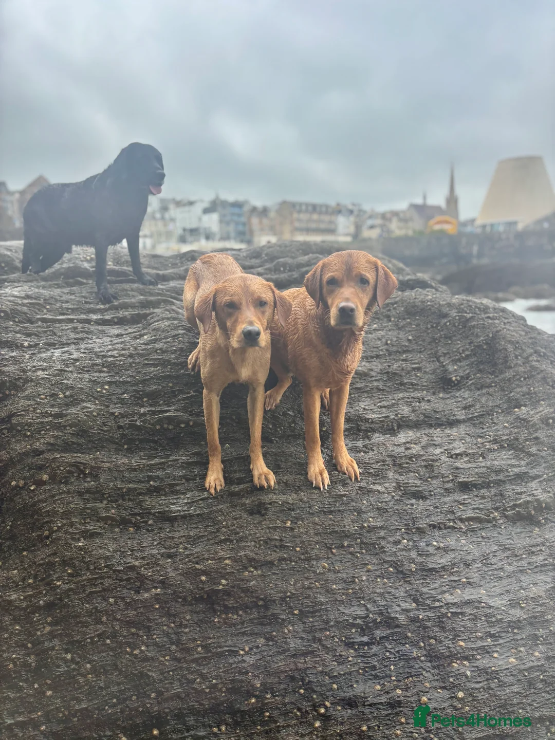 Labrador Retriever dogs for stud: KC Labrador for Stud 16 Champions in Lineage - Advert 23