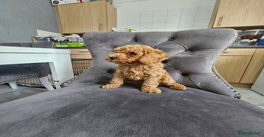 Cockapoo dogs - Advert 2
