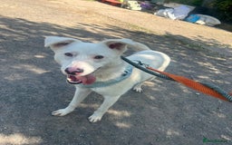 Mixed Breed dogs for adoption: Meet Goose, currently residing in Cheshire  - Image 3