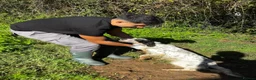 English Setter dogs for adoption: Noemi  in Worthing - Advert 4