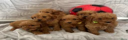 Cockapoo dogs for sale: Beautiful f1B cockapoo Boys  - Advert 2