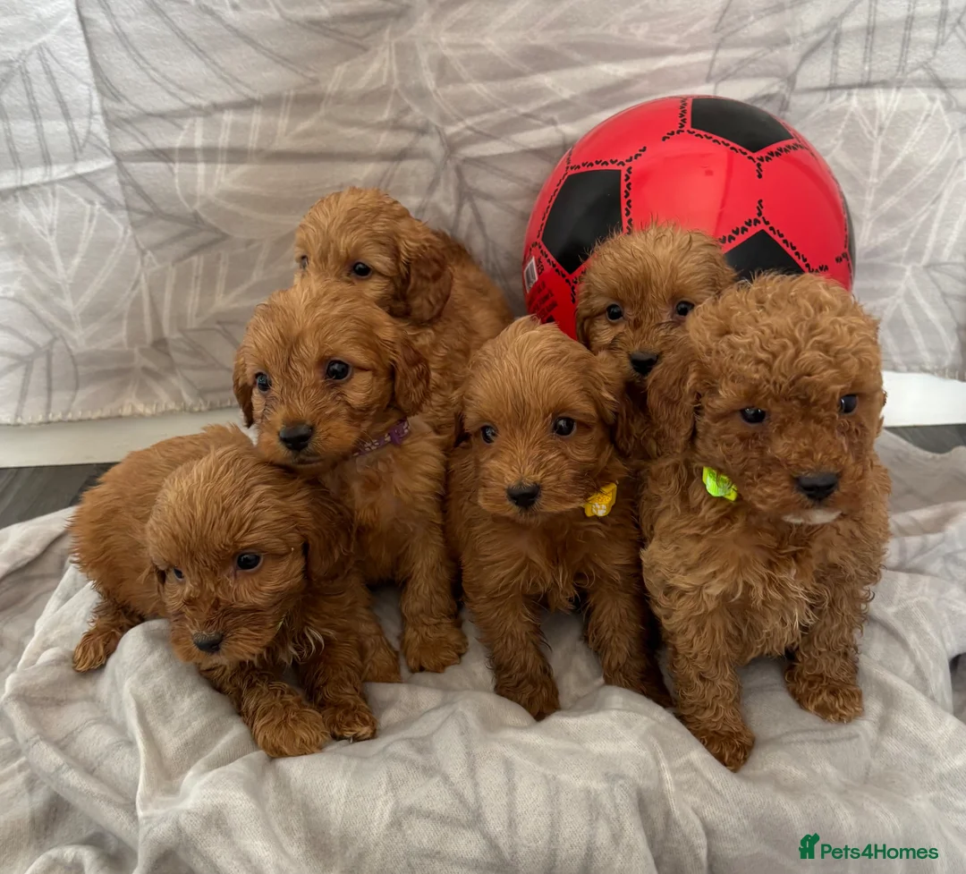 Cockapoo dogs for sale: Beautiful f1B cockapoo Boys  - Advert 2