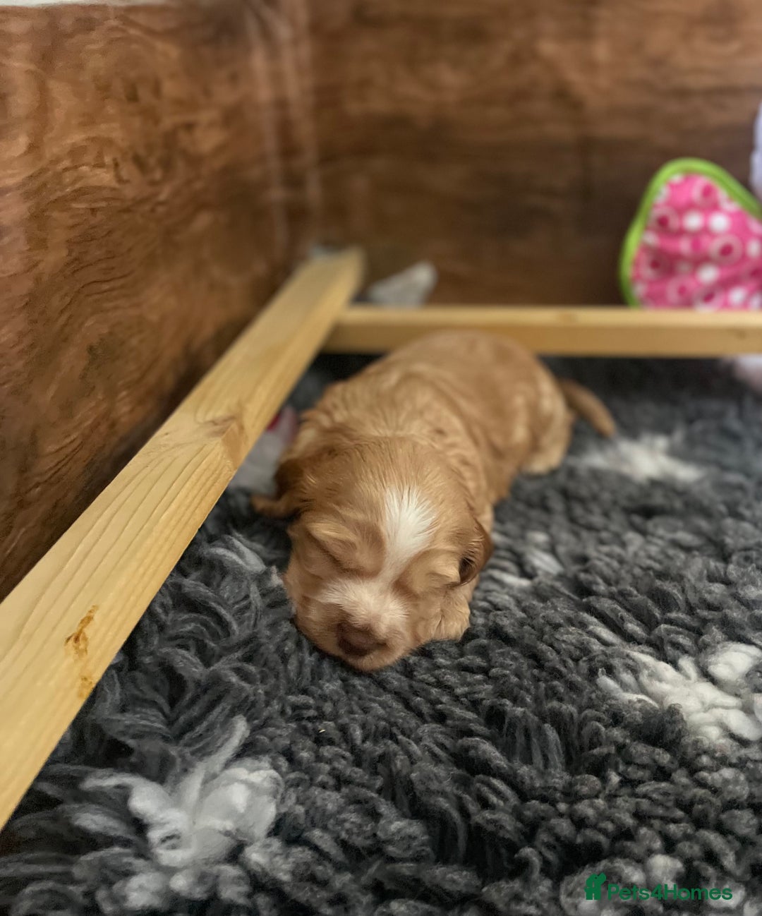 Cocker Spaniel dogs for sale: Beautiful health tested Cocker spaniel pups  - Advert 24