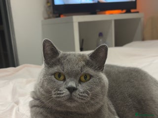 British Shorthair cats Cat for sale - Advert 1