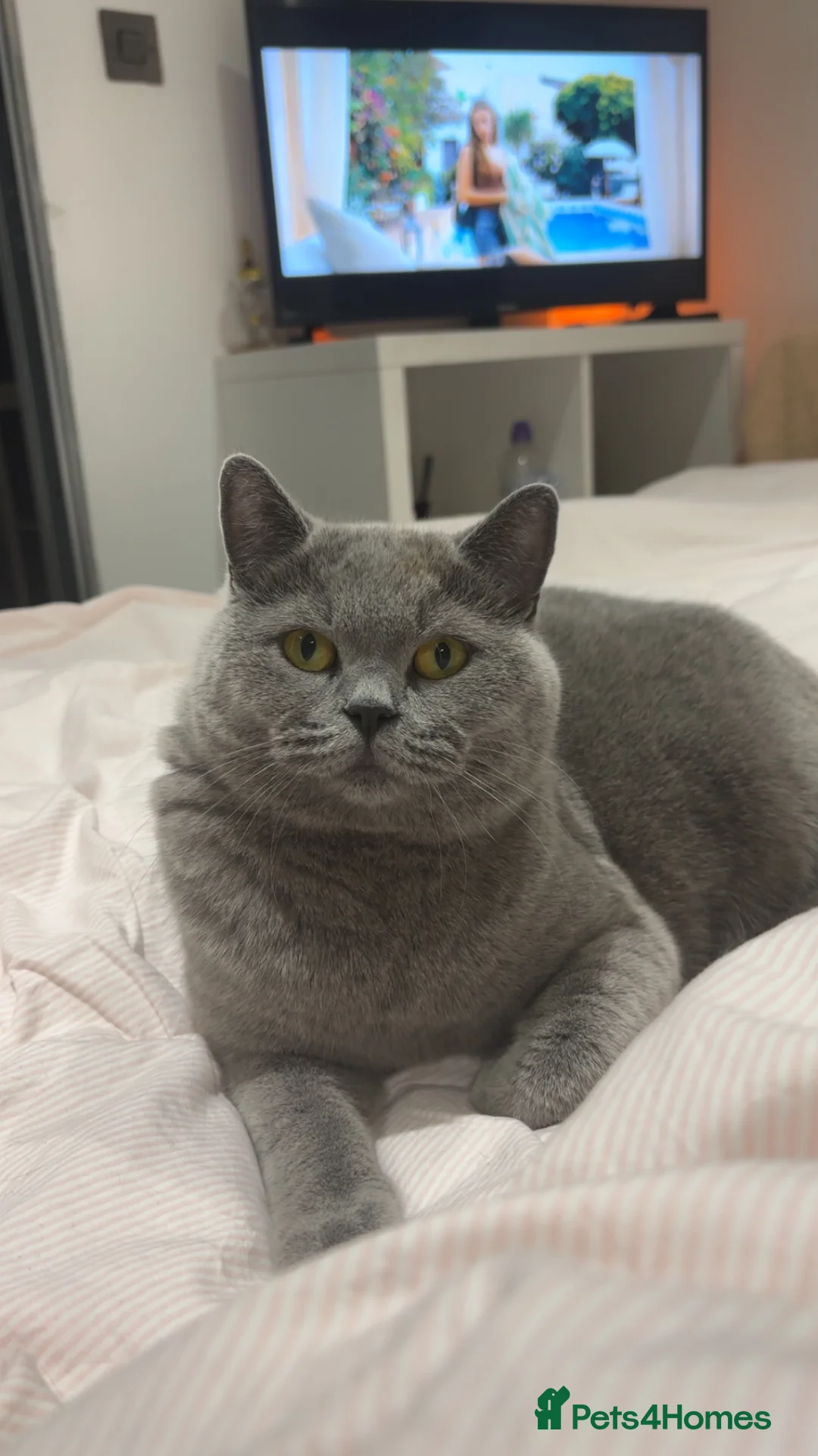 British Shorthair cats for sale: Female British shorthair cat - Advert 1