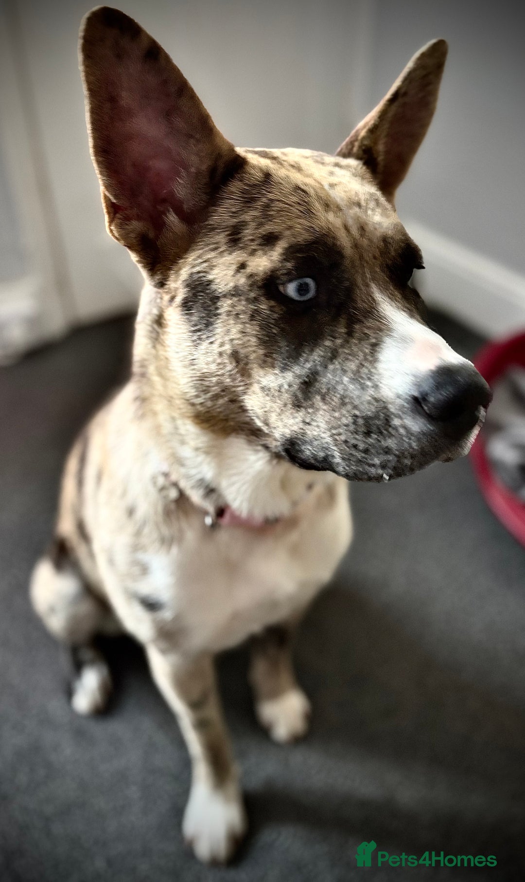 Mixed Breed dogs for sale: Luna looking for a home  - Advert 2