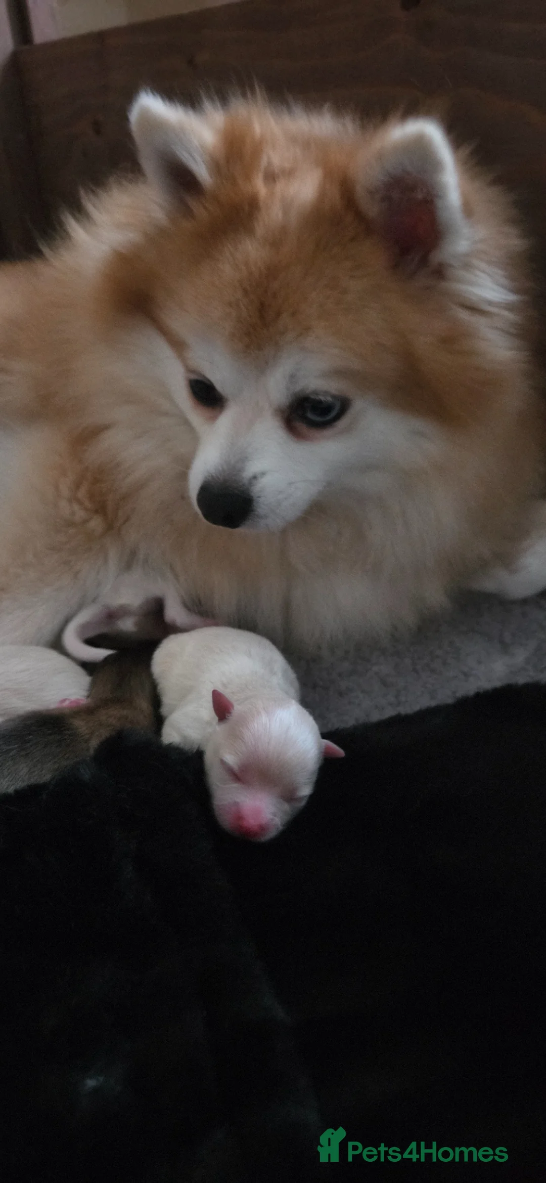 Pomeranian dogs for sale: Pomeranian babies - Advert 4