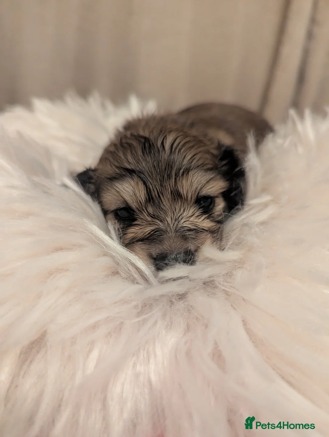 Miniature Dachshund dogs for sale: Last 2 available Long haired miniature dachshunds  - Advert 15