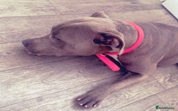 Staffordshire Bull Terrier dogs for sale: Blue staffy puppy girl  - Image 1
