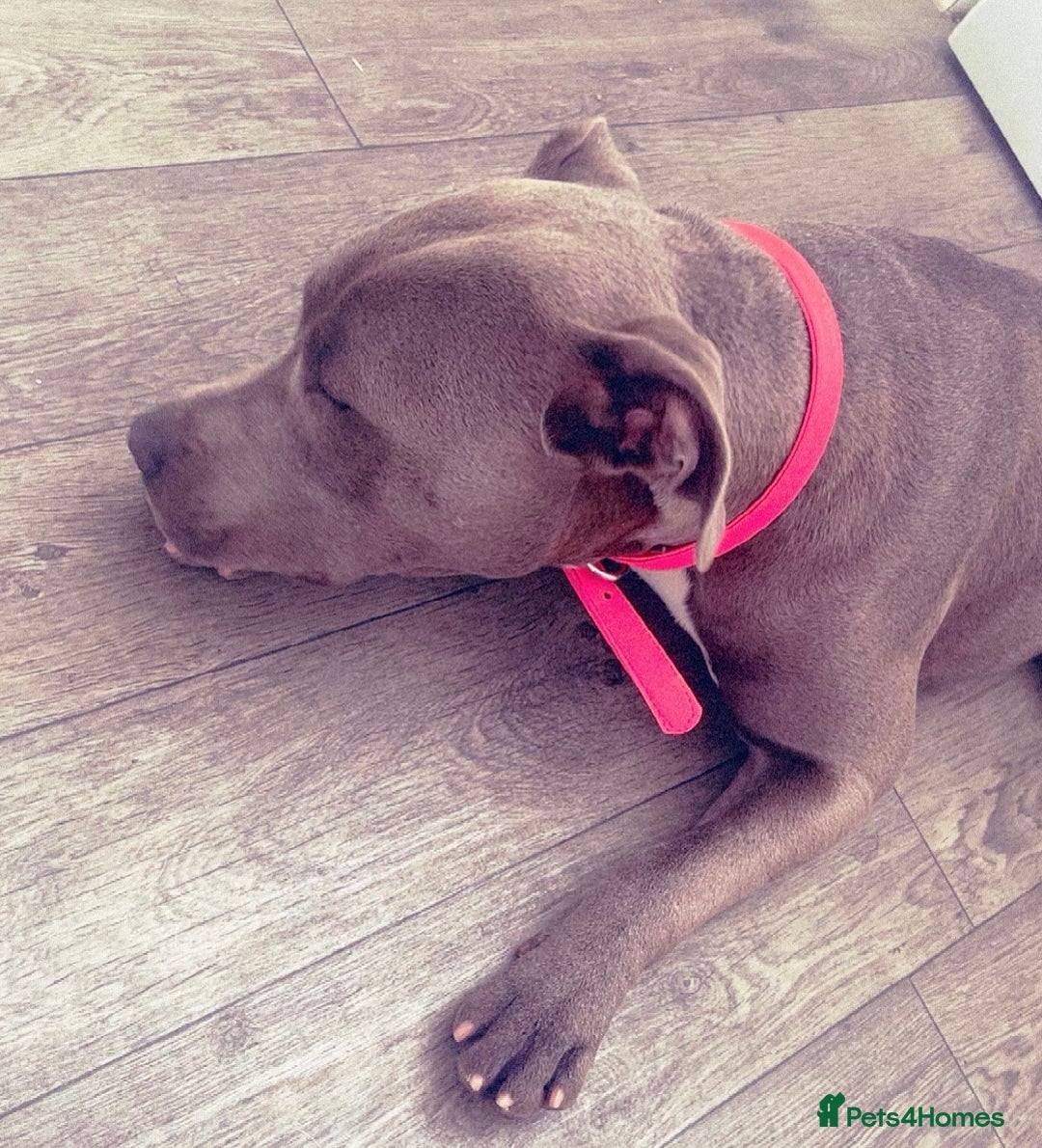 Staffordshire Bull Terrier dogs for sale: Blue staffy puppy girl  - Image 1