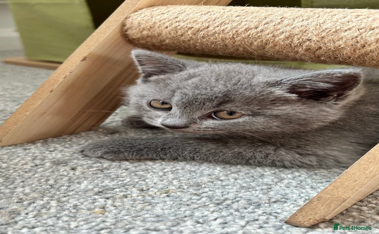 Scottish Fold cats - Advert 4