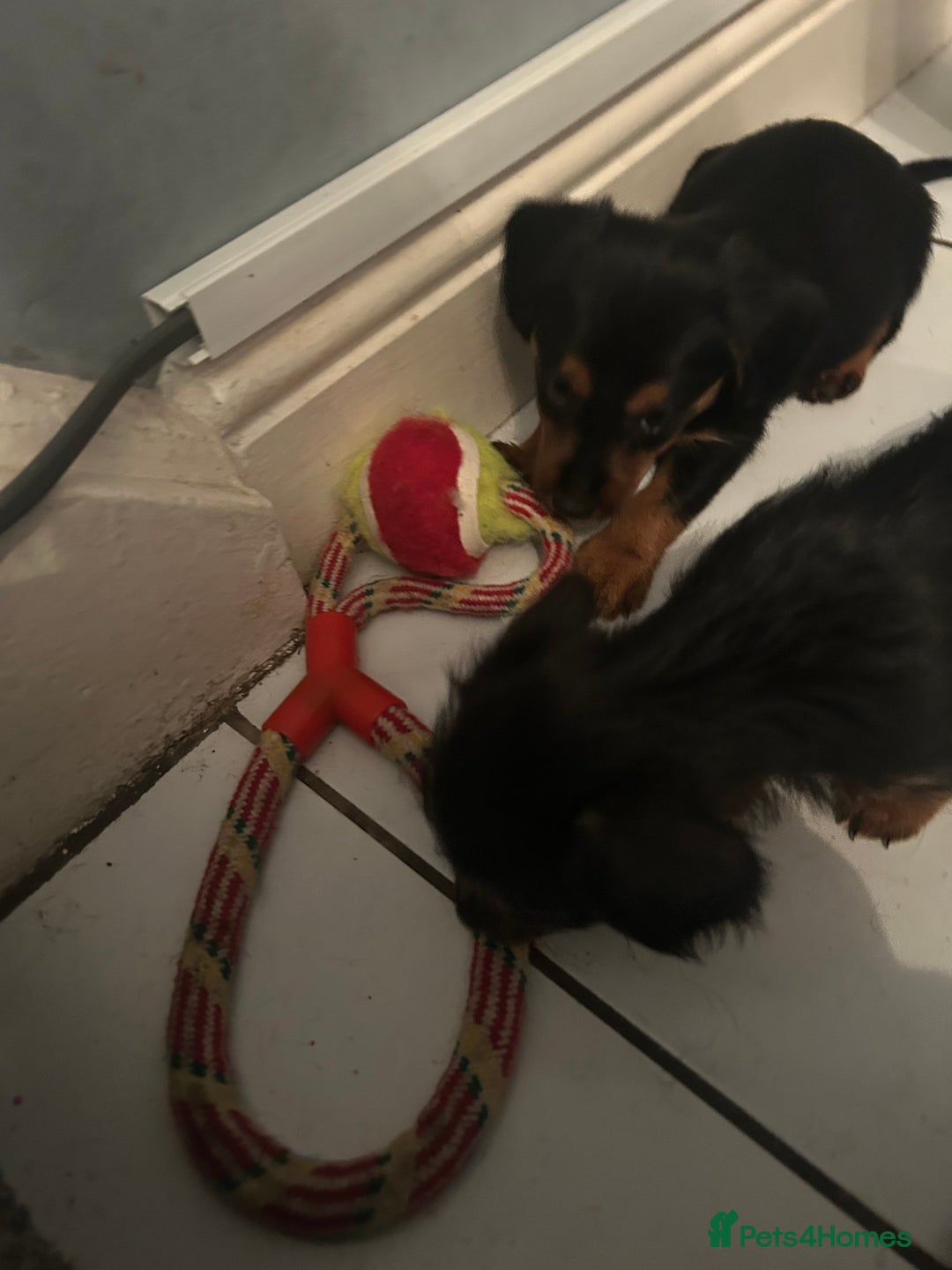 Mixed Breed dogs for sale: Miniature Dorkies - Image 14