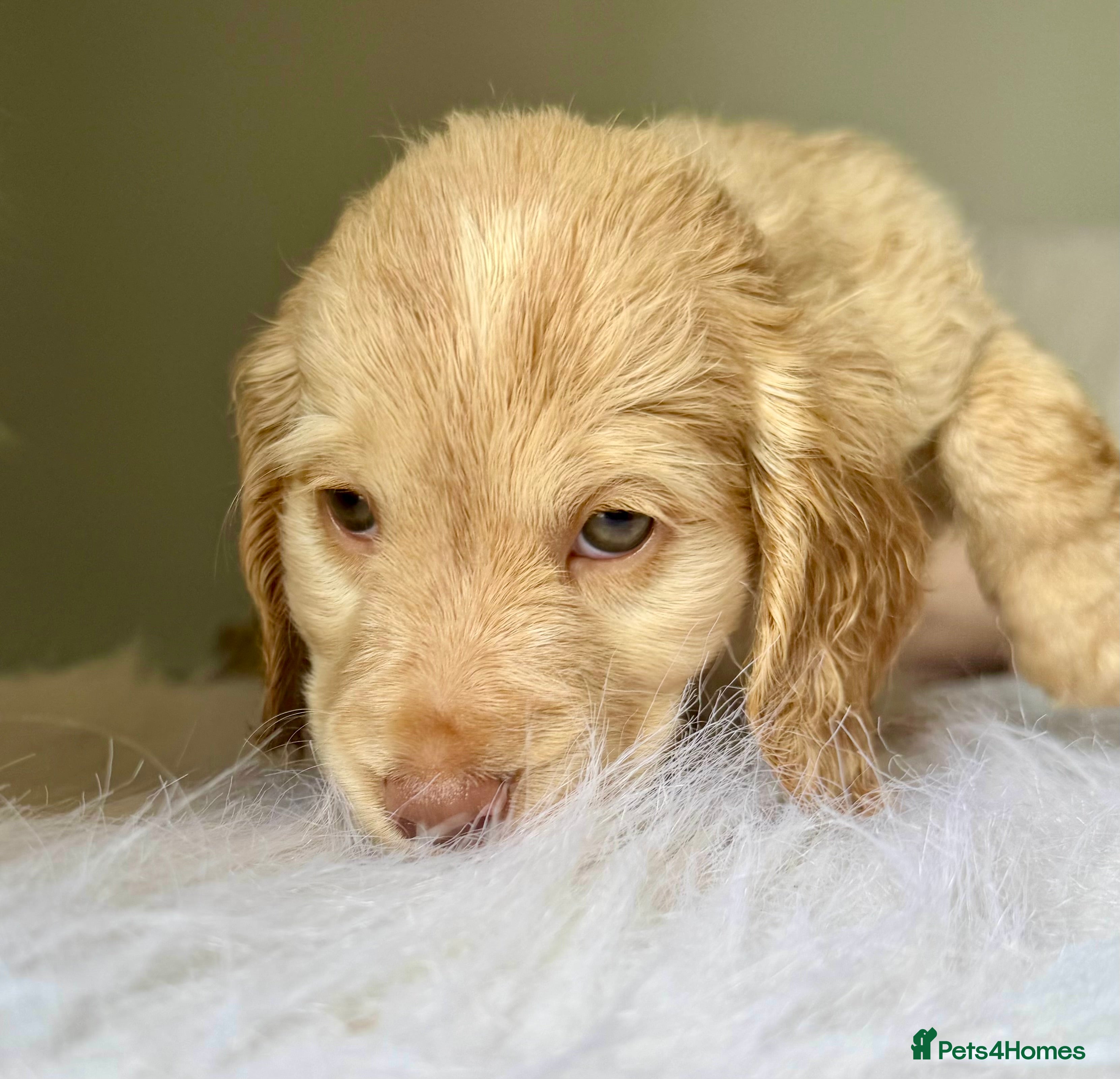 Cockapoo dogs JUST 1 GIRL REMAINING- RARE TAN/WHITE COCKAPOO - Advert 16