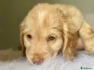 Cockapoo dogs JUST 1 GIRL REMAINING- RARE TAN/WHITE COCKAPOO - Advert 16