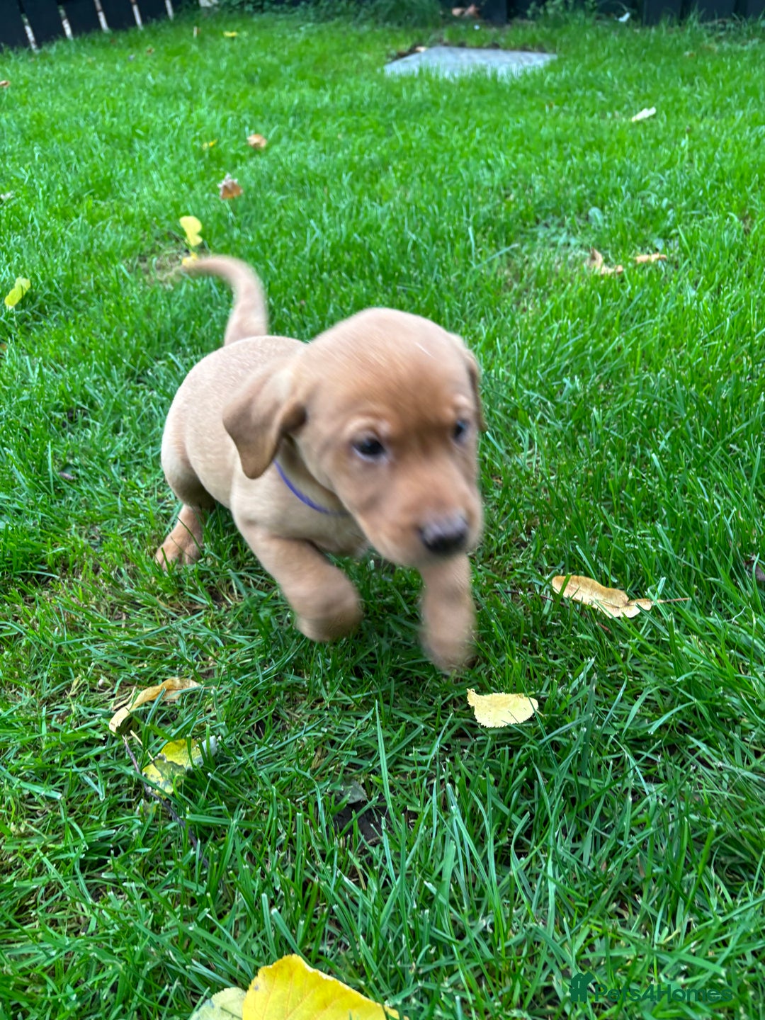 Labrador Retriever dogs for sale: Fox Red Labrador Puppies For Sale - Image 3
