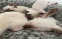 Siamese cats for sale: 🤩🐱Beautiful Siamese kittens for sale🐱⚡️ - Image 19