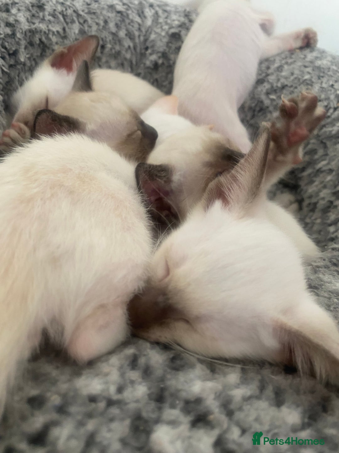 Siamese cats for sale: 🤩🐱Beautiful Siamese kittens for sale🐱⚡️ - Image 19
