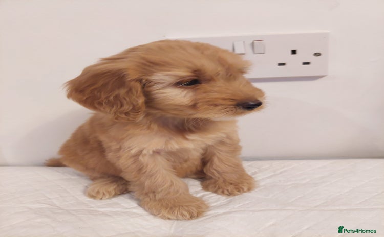 Cockapoo dogs Adorable Cockapoos - Advert 2