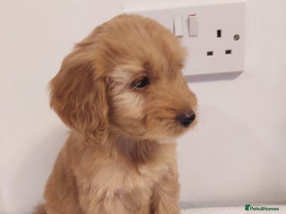 Cockapoo dogs Adorable Cockapoos - Advert 3