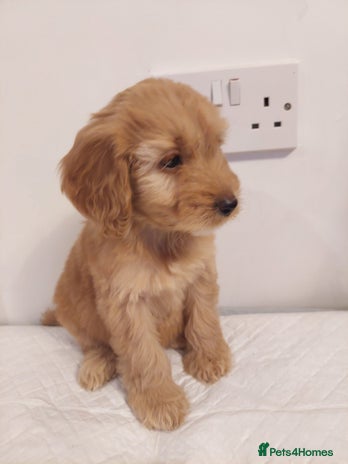 Cockapoo dogs Adorable Cockapoos - Advert 2