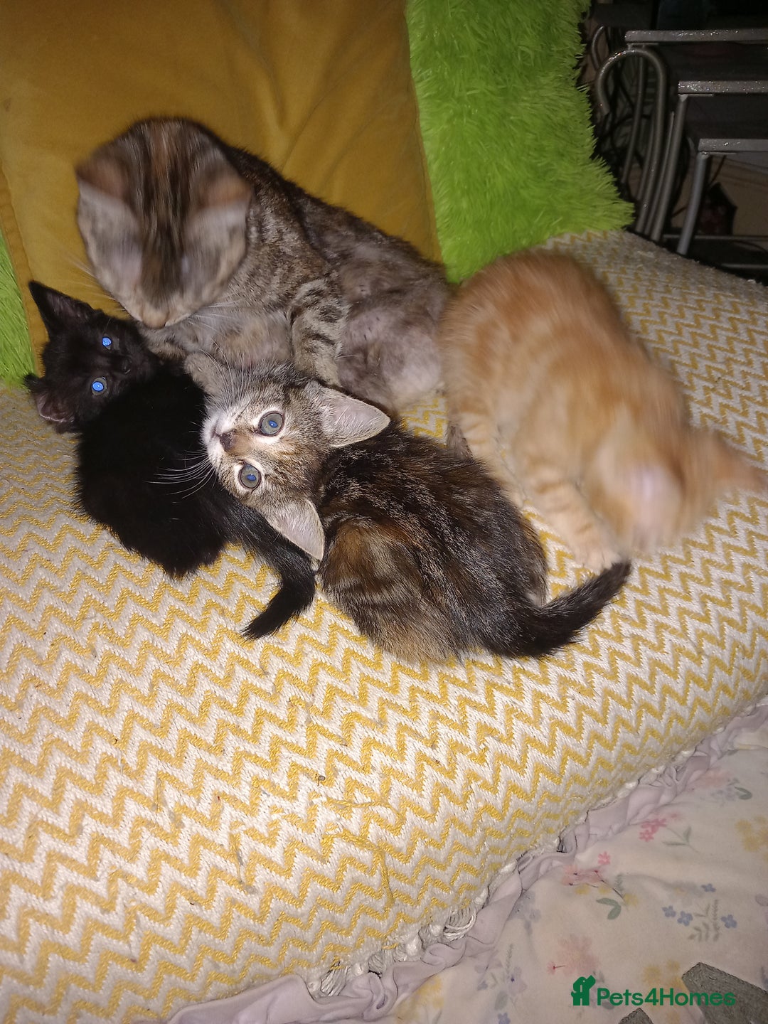 Mixed Breed cats for sale:  beautiful kittens looking for their forever homes - Image 8