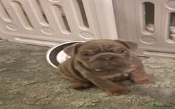 English Bulldog dogs for sale: English bull dogs  - Image 3
