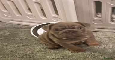 English Bulldog dogs - Advert 8