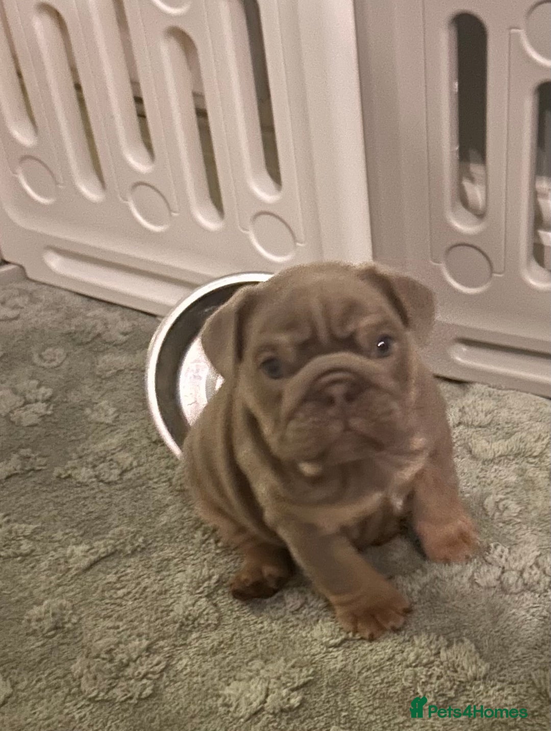 English Bulldog dogs for sale: English bull dogs  - Image 3