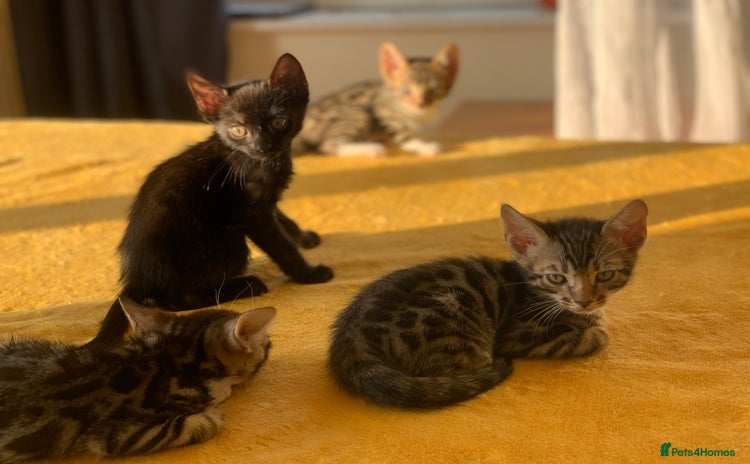 Bengal cats - Advert 15