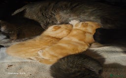 Domestic Shorthair cats for sale: 4 kittens for sale. - Image 9