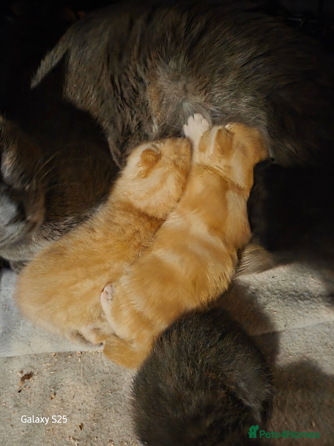 Domestic Shorthair cats for sale: 4 kittens for sale. - Image 9
