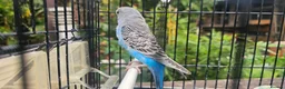 Budgerigars birds for sale: Baby budgies for sale  in Waltham Abbey - Advert 28