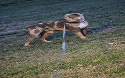 American Bully dogs for sale: Charlie  - Image 7