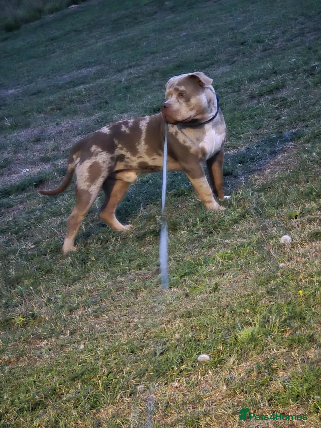 American Bully dogs for sale: Charlie  - Image 7