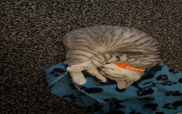 British Shorthair cats for sale: British short hair  - Advert 6