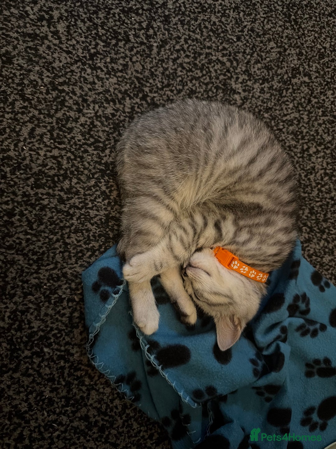 British Shorthair cats for sale: British short hair  - Advert 6