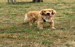 Mixed Breed dogs for sale: Golden cocker retriever for sale  - Image 3