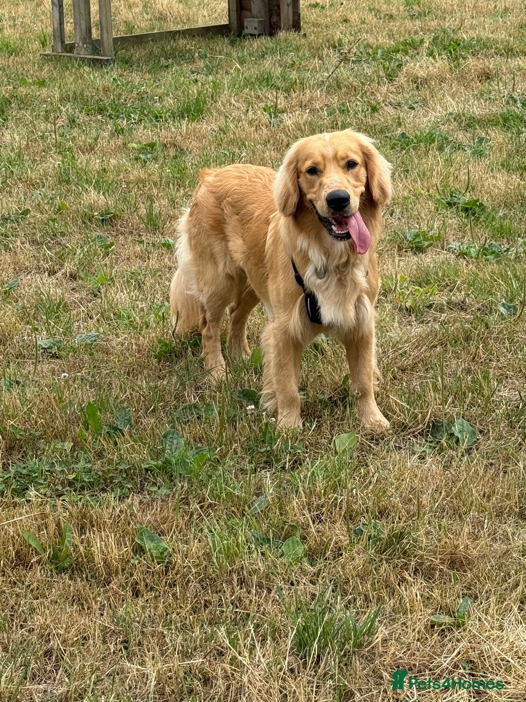 Mixed Breed dogs for sale: Golden cocker retriever for sale  - Image 3