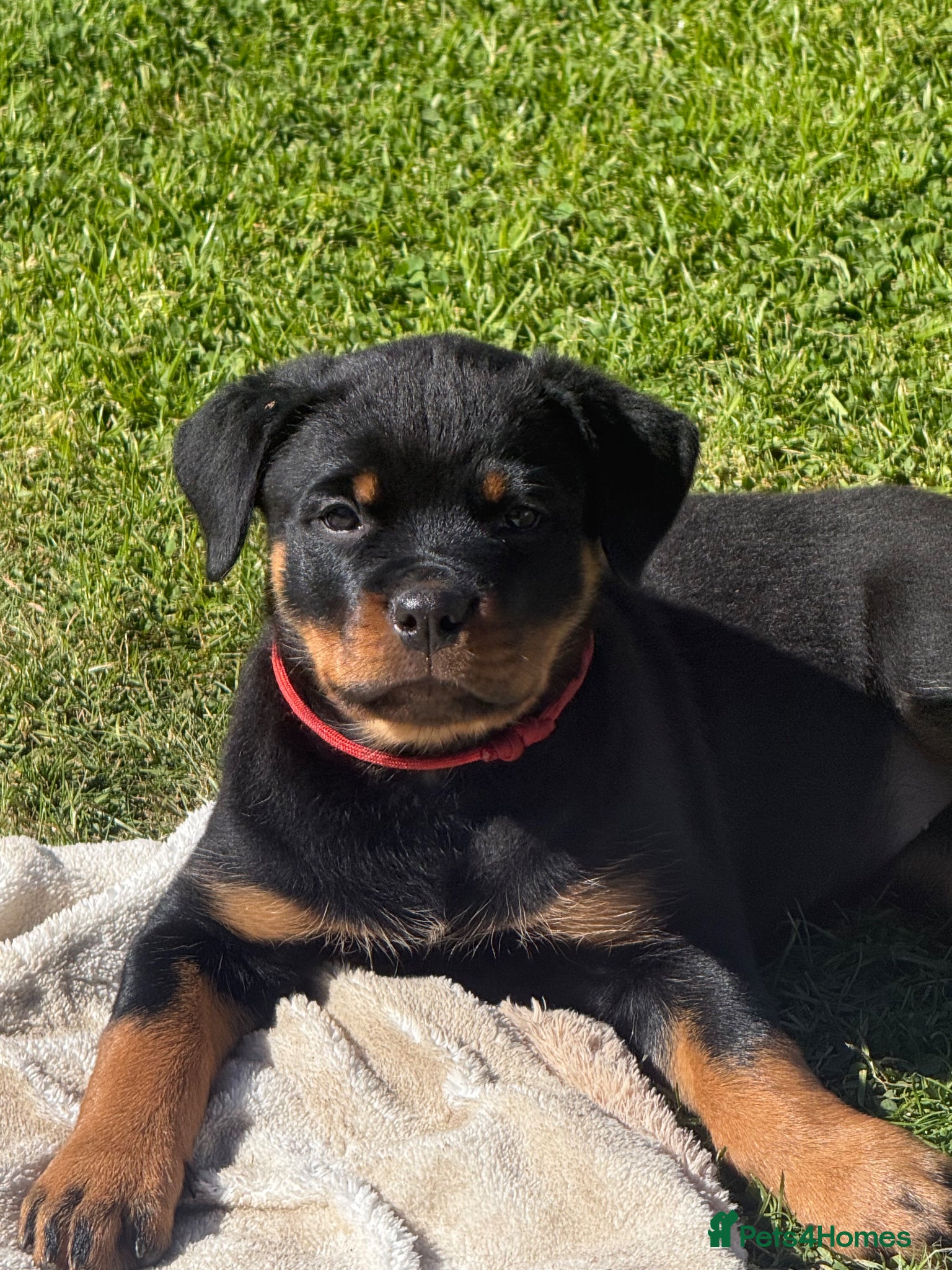 Rottweiler dogs Rottweiler pups - Advert 4