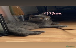 British Shorthair cats for sale: British blue shorthair kittens  - Image 17