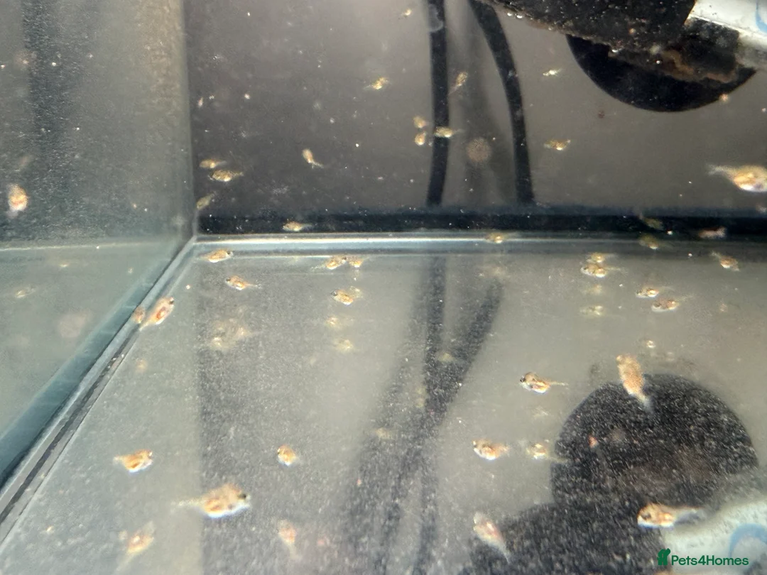 Cichlids fish for sale: Ellioti Cichlids fry & babys  - Advert 4