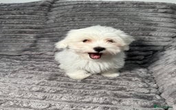Maltese dogs for sale: Maltese One BoY  - Image 3